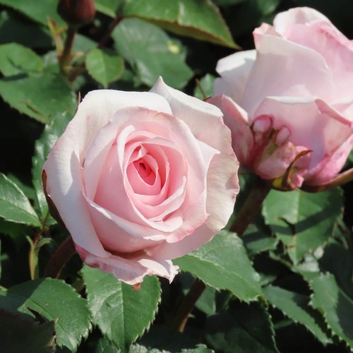 Rose linda - rose, '